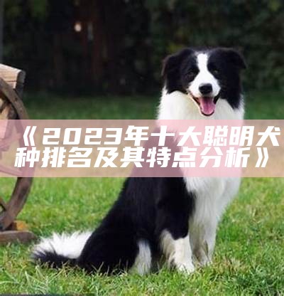 《2023年十大聪明犬种排名及其特点分析》