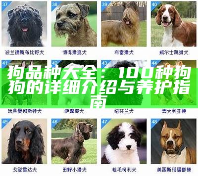 狗狗的品种分类标准与特点解析