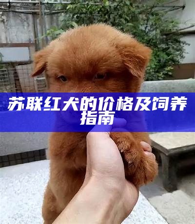 苏联红犬的价格及饲养指南